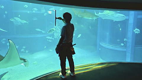 大阪府、大阪市での水族館や大型水槽清掃の画像